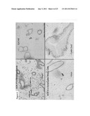 Multipotent stem cells from the extrahepatic biliary tree and methods of     isolating same diagram and image