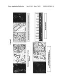 Multipotent stem cells from the extrahepatic biliary tree and methods of     isolating same diagram and image