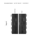 Multipotent stem cells from the extrahepatic biliary tree and methods of     isolating same diagram and image