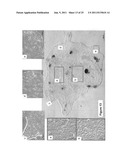 Multipotent stem cells from the extrahepatic biliary tree and methods of     isolating same diagram and image