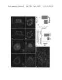 Multipotent stem cells from the extrahepatic biliary tree and methods of     isolating same diagram and image