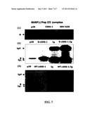 Pharmaceutical Compositions Comprising Antibodies Binding To EBV     (Ebstein-Barr Virus) Protein BARF1 diagram and image
