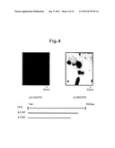 VIRAL PARTICLE-LIKE STRUCTURE IN PHYSIOLOGICAL CONDITIONS, AND METHOD OF     FORMING IT diagram and image