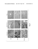 Immortalized Human Fetal Liver Cells diagram and image