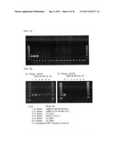 Method of Detecting Heat-Resistant Fungus diagram and image