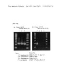 Method of Detecting Heat-Resistant Fungus diagram and image