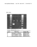 Method of Detecting Heat-Resistant Fungus diagram and image