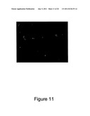 METHOD FOR ENHANCING TRANSPORT OF SEMICONDUCTOR NANOCRYSTALS ACROSS     BIOLOGICAL MEMBRANES diagram and image