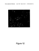 METHOD FOR ENHANCING TRANSPORT OF SEMICONDUCTOR NANOCRYSTALS ACROSS     BIOLOGICAL MEMBRANES diagram and image