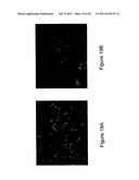 METHOD FOR ENHANCING TRANSPORT OF SEMICONDUCTOR NANOCRYSTALS ACROSS     BIOLOGICAL MEMBRANES diagram and image