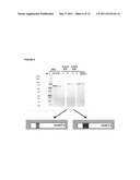 BIOASSAY FOR POLYQ PROTEIN diagram and image