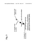 PEPTIDES AND METHODS FOR THE DETECTION OF LYME DISEASE ANTIBODIES diagram and image