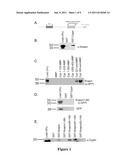 SNAPIN AND METHODS FOR REGULATION OF MICROTUBULE ASSEMBLY AND DENDRITE     GROWTH AND BRANCHING diagram and image