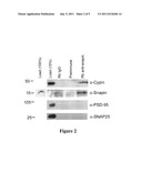 SNAPIN AND METHODS FOR REGULATION OF MICROTUBULE ASSEMBLY AND DENDRITE     GROWTH AND BRANCHING diagram and image