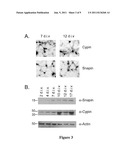 SNAPIN AND METHODS FOR REGULATION OF MICROTUBULE ASSEMBLY AND DENDRITE     GROWTH AND BRANCHING diagram and image