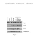 SNAPIN AND METHODS FOR REGULATION OF MICROTUBULE ASSEMBLY AND DENDRITE     GROWTH AND BRANCHING diagram and image