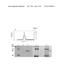 POLYNUCLEOTIDES AND POLYPEPTIDES ENCODED THEREFROM AND METHODS OF USING     SAME FOR INCREASING BIOMASS IN PLANTS AND PLANTS GENERATED THEREBY diagram and image