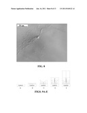 LARGE AREA, UNIFORMLY LOW DISLOCATION DENSITY GaN SUBSTRATE AND PROCESS     FOR MAKING THE SAME diagram and image