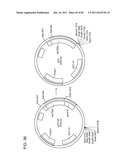 Method And Composition For The Treatment Of Cancer By The Enzymatic     Conversion Of Soluble Radioactive Toxic Precipitates In The Cancer diagram and image