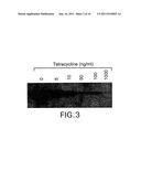 Glycosylation Engineering of Antibodies for Improving Antibody-Dependent     Cellular Cytotoxicity diagram and image