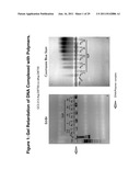 PEGYLATED POLYPLEXES FOR POLYNUCLEOTIDE DELIVERY diagram and image