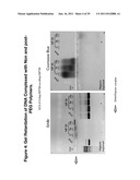 PEGYLATED POLYPLEXES FOR POLYNUCLEOTIDE DELIVERY diagram and image