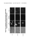 PEGYLATED POLYPLEXES FOR POLYNUCLEOTIDE DELIVERY diagram and image