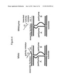 NUCLEIC ACID ENZYMES AND COMPLEXES AND METHODS FOR THEIR USE diagram and image