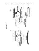 NUCLEIC ACID ENZYMES AND COMPLEXES AND METHODS FOR THEIR USE diagram and image