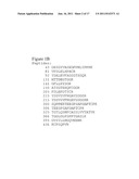 PROCOLLAGEN C-PROTEINASE ENHANCER (PCPE) BIOMARKER FOR BONE FORMATION diagram and image