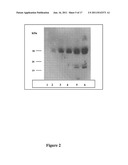 PROCOLLAGEN C-PROTEINASE ENHANCER (PCPE) BIOMARKER FOR BONE FORMATION diagram and image