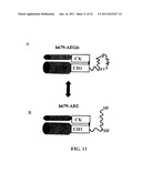 Stably Tethered Structures of Defined Compositions with Multiple Functions     or Binding Specificities diagram and image