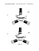 Stably Tethered Structures of Defined Compositions with Multiple Functions     or Binding Specificities diagram and image