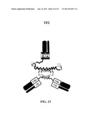 Stably Tethered Structures of Defined Compositions with Multiple Functions     or Binding Specificities diagram and image