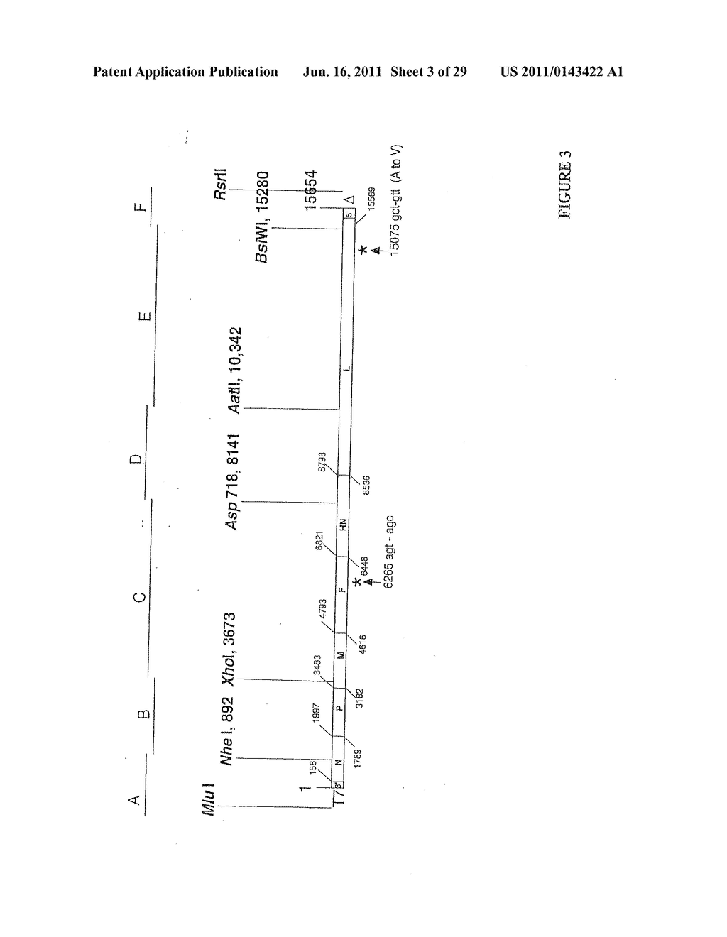 RECOVERY OF RECOMBINANT HUMAN PARAINFLUENZA VIRUS TYPE 2 (HYPIV2) FROM     CDNA AND USE OF RECOMBINANT HPIV2 IN IMMUNOGENIC COMPOSITIONS AND AS     VECTORS TO ELICIT IMMUNE RESPONSES AGAINST PIV AND OTHER HUMAN PATHOGENS - diagram, schematic, and image 04