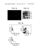 Brown Adipocyte Progenitors in Human Skeletal Muscle diagram and image