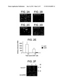 Brown Adipocyte Progenitors in Human Skeletal Muscle diagram and image