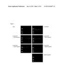 TREATMENT OF RETINAL DEGENERATION diagram and image