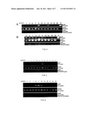 Plant Expression Vector Expressing Auxin Synthesis Related Gene and the     Use Thereof in Improving Cotton Fiber Trait diagram and image