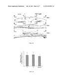 Plant Expression Vector Expressing Auxin Synthesis Related Gene and the     Use Thereof in Improving Cotton Fiber Trait diagram and image