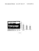 Plant Expression Vector Expressing Auxin Synthesis Related Gene and the     Use Thereof in Improving Cotton Fiber Trait diagram and image