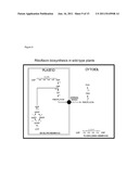 Transgenic Plants Comprising as Transgene a Phosphatidate     Cytidylyltransferase diagram and image