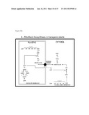 Transgenic Plants Comprising as Transgene a Phosphatidate     Cytidylyltransferase diagram and image