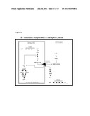 Transgenic Plants Comprising as Transgene a Phosphatidate     Cytidylyltransferase diagram and image