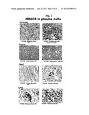 USES OF SELECTIVE INHIBITORS OF HDAC8 FOR TREATMENT OF INFLAMMATORY     CONDITIONS diagram and image