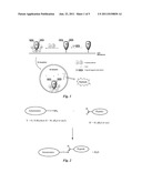 COVALENT CONJUGATES BETWEEN ENDOPEROXIDES AND TRANSFERRIN AND LACTOFERRIN     RECEPTOR-BINDING AGENTS diagram and image