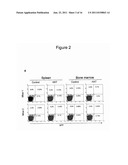 METHOD FOR THE THERAPEUTIC CORRECTION OF HEMOPHILIA A BY     TRANSPLANTING BONE MARROW CELLS diagram and image