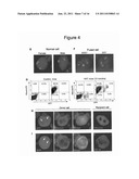 METHOD FOR THE THERAPEUTIC CORRECTION OF HEMOPHILIA A BY     TRANSPLANTING BONE MARROW CELLS diagram and image