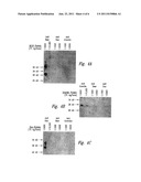 Compositions and Methods for Increasing Bone Mineralization diagram and image