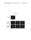 ANTIBODY SPECIFICALLY BINDING TO ANGIOPOIETIN-2 AND USE THEREOF diagram and image